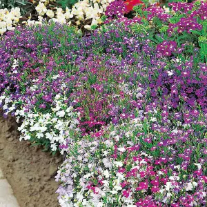 Lobelia Cascade Mix 1 Seed Packet (1000+ Seeds)