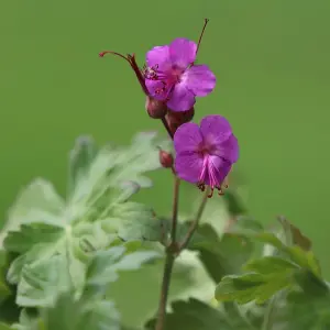 Balkan Cranesbill Perennials Flowering Plants Geranium Macrorrhizum 2L Pot