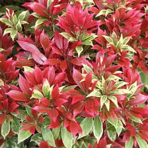 Pieris Carnaval (15-25cm Height Including Pot) Garden Plant - Variegated Foliage and White Blooms