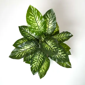 Homescapes Dieffenbachia Dumb Cane Plant in Pot, 150 cm Tall