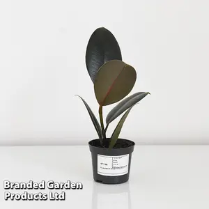 Ficus elastica Abidjan 8.5cm Pot x 1