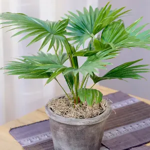 Livistona Palm - Elegant Indoor Foliage for Air Purification (12cm, 25-35cm)