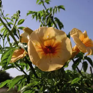 Campsis Summer Jazz Sunrise Gold 2 Litre 15cm Potted Plant x 2