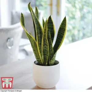 Sansevieria trifasciata var. laurentii - Snake Houseplant  x 1 (19cm Pot)