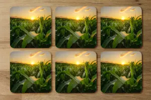 Young green corn growing on the field at sunset (Coaster) (Coaster) / Default Title