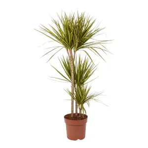 Verve Sunray Dragon tree in Terracotta Plastic Grow pot 24cm