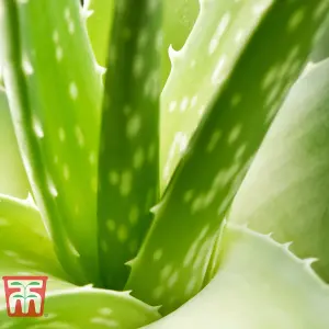 Aloe Vera 10.5cm Potted Plantx 3 + Incredi Houseplant Drip Feeder 30ml Bottle 1 Unit x 3