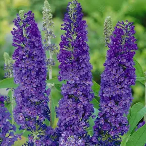 Buddleia Purple - Outdoor Flowering Shrub, Ideal for UK Gardens, Compact Size (15-30cm Height Including Pot)