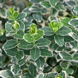 Euonymus Emerald Gaiety Garden Shrub - Variegated Foliage, Compact Size, Hardy (15-30cm Height Including Pot)