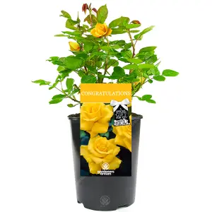 Congratulations Yellow Rose - Outdoor Plant, Ideal for Gardens, Compact Size