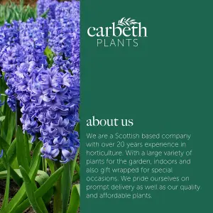 Hyacinth Blue Bulb Trio in 12cm Pot - Three Easy to Grow Hyacinthus Bulbs Growing in Pot - Fragrant Indoor Flowering Plant