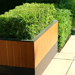 Box Hedging Plant Buxus sempervirens in 9cm Pots 15-20cm Tall Ready to Plant x 50