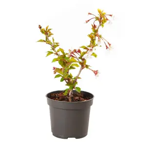 2 x Ornamental Prunus incisa 'Kojo-no-Mai' Fuji Cherry Tree in a 9cm Pot Established Garden Ready Plants for Gardens