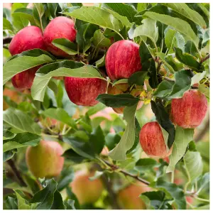 Dwarf Patio Gala Apple Tree, Self-Fertile, Sweet Flavour, Good For Juice