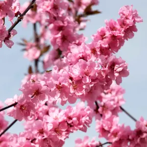 Prunus Spring Glow Tree - Bright Pink Flowers, Vibrant Foliage, Hardy (5-6ft)