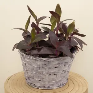 House Plant - Wandering Dude - Purple Heart - 12 cm Pot size - 10-20cm Tall - Tradescantia Commelinaceae - Indoor Plant