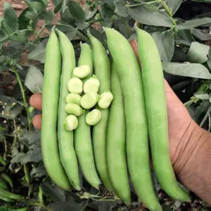 Broad Bean Luz de Otono 1 Seed Packet