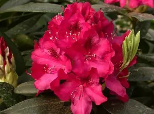 Direct Plants Rhododendron Nova Zembla Red Evergreen Shrub Plant Extra Large in a 10 Litre Pot