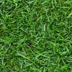 Harrowden Premium Lawn Turf 30m²