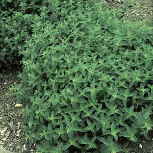 Herb Marjoram Sweet 1 Seed Packet (750 Seeds)