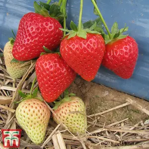 Strawberry (Fragaria) Malling Centenary 6 Bare Roots - Outdoor Fruit Plants for Gardens, Pots, Containers