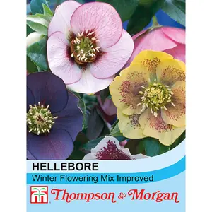 Helleborus Winter Flowering Mixed 1 Seed Packet (15 Seeds)