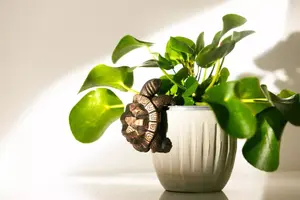 Garden Plant Pot Hanger - Tortoise