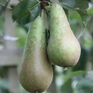 Pear Conference Fruiting Outdoor Fruit Tree 2L Pot QA Rootstock 1.5m