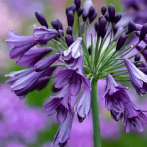 Agapanthus Poppin Purple - Agapanthus africanus, Deciduous Perennial (10-20cm Height Including Pot)