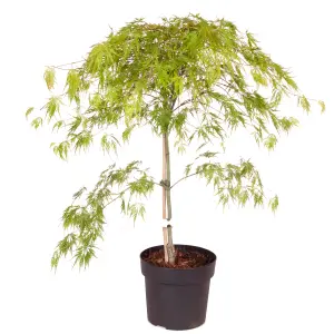 Japanese Acer palmatum Dissectum in a 3L Pot Green