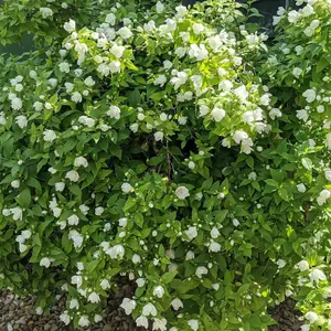 Philadelphus Virginal Plant in 9cm Pot - Double Bloom Mock Orange