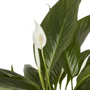 Verve Peace lily in Terracotta Plastic Grow pot 17cm