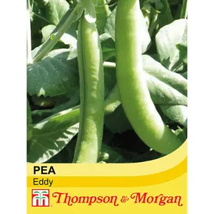 Pea Eddy 1 Seed Packet (300 Seeds)