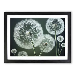 Joyful Dandelion Flowers - Single Picture Frame Print Black Framed / 34cm H x 46cm W x 2cm D