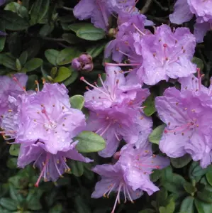 Rhododendron Ramapo (15-25cm Height Including Pot) Garden Plant - Compact Shrub, Blue-Purple Blooms