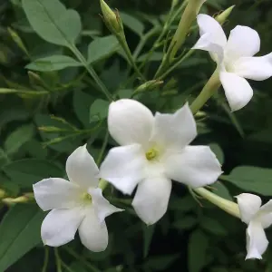 2 x Jasmine Officinale in 9cm Pots - Star Jasmine Plants - Scented Flowers