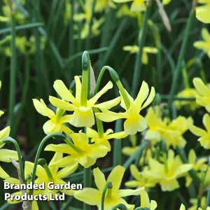 Daffodil (Narcissus) Hawera 15 Bulbs