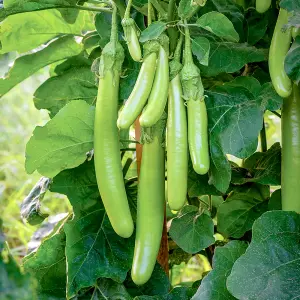 Aubergine Green knight F1 1 Seed Packet