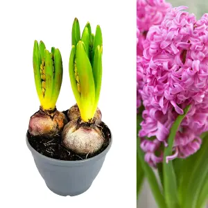 Hyacinth Pink Bulb Trio in 12cm Pot - Three Easy to Grow Hyacinthus Bulbs Growing in Pot - Fragrant Indoor Flowering Plant