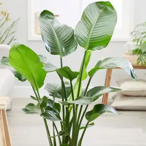 Strelitzia nicolai - White Bird of Paradise Houseplant, Evergreen Upright Plant with Bright Green Foliage (40-50cm)