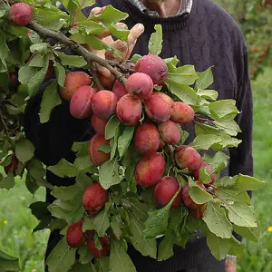 Mini Orchard Fruit Tree Collection, 3 Bare Root Compact Fruit Trees, Apple, Pear & Plum