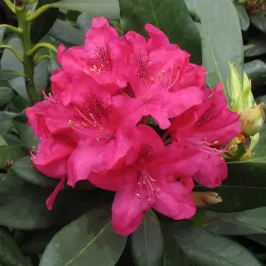 2 x Rhododendron Nova Zembla Plants - 15-20cm in Height - 9cm Pots