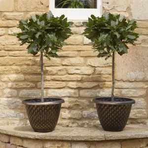 Bay Tree, Pair of Standard Trees, 80cm Tall, Evergreen, Easy to Grow, Cooking Herb (Pack of 2)