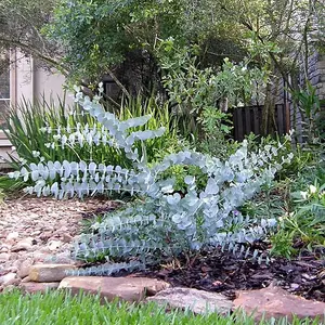 3 x Eucalyptus cinerea 'Silver Dollar' in 9cm Pot - Evergreen Shrub - Cider Gum Tree