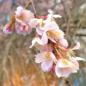 Prunus Marie Mallet Tree - Pinkish-White Flowers, Compact, Hardy and Reliable (5-6ft)