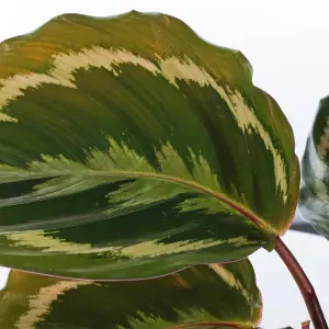 Calathea Medallion - Vibrant Foliage, Indoor Houseplant (12cm, 30-40cm)