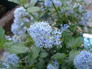 Ceanothus AT Johnson Blue Evergreen Flowering Garden Shrub Plant 3ft Large in a 3 Litre Pot