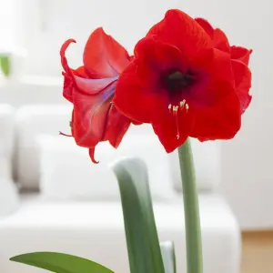 Amaryllis Red Waxed Bulb Live Houseplant in Gift Sleeve - Indoor Hippeastrum Growing Bulb - Christmas Gift Idea for Plant Lovers