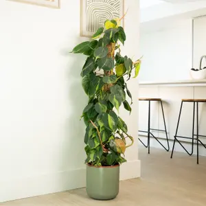 House Plant - Philo - Brasil - 12 cm Pot size - 10-20 cm Tall - Philodendron Scandens - Indoor Plant