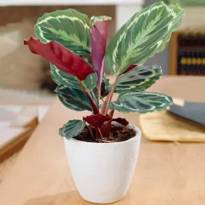 Calathea Medallion - Vibrant Foliage, Indoor Houseplant (12cm, 30-40cm)